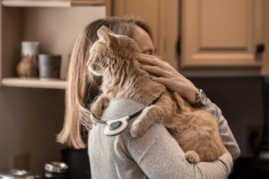 Assisi-Loop-cat