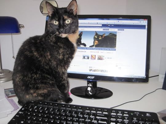 cat-computer