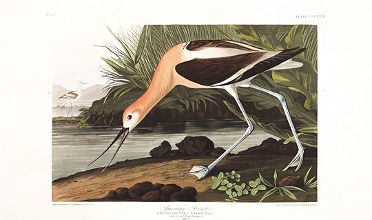 the American Avocet