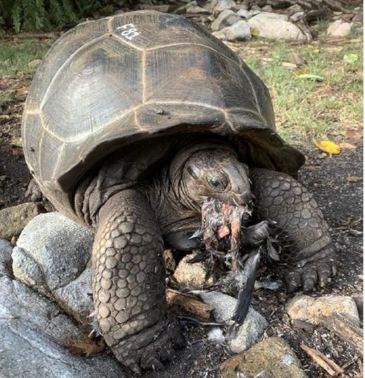 Tastes like chicken…