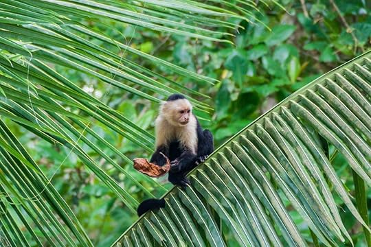 White-headed capuchin monkey (Cebus capucinus) in Cahuita National Park, Costa Rica, Cahuita Costa Rica
