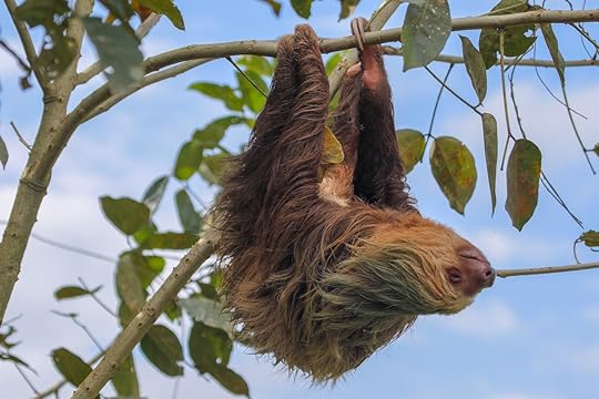 A sloth in the Cahuita, Costa Rica