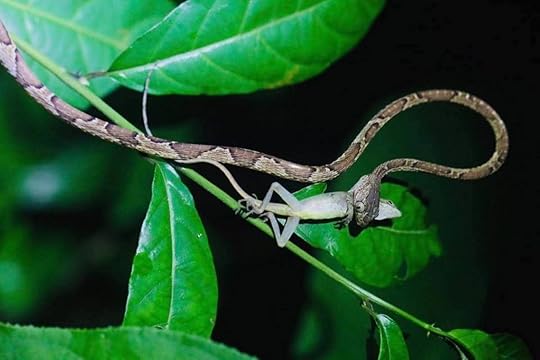 cahuita costa rica, night tour