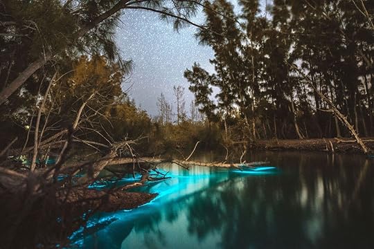bioluminesence in Florida, blue glow amid pines