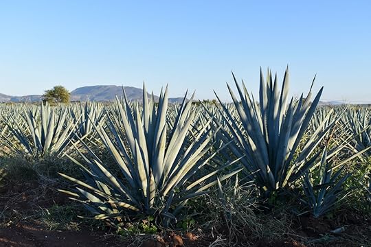 Mature,Blue,Tequilana,Weber,Agave,Plants,In,Field,,Summer,Sunny, cristalino tequila