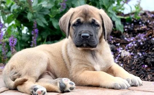 English Mastiff Puppies For Sale | Puppy Adoption | Keystone Puppies