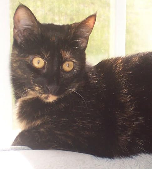 Allegra-kitten