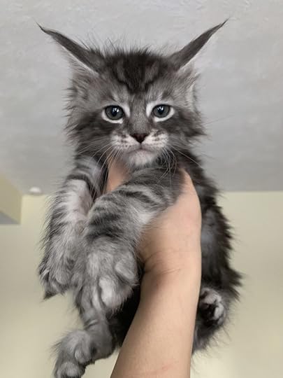 Long Lake Maine Coon
