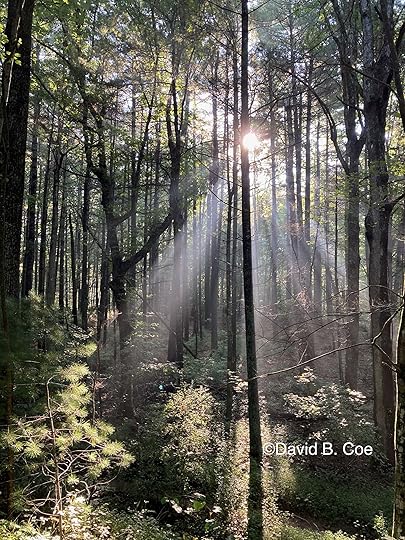 Morning Forest Mist, by David B. Coe