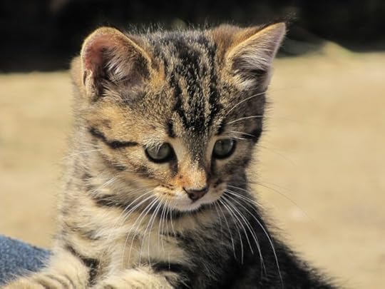 tabby-kitten