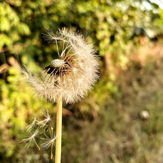 seeds-parachute-from-dandelion-puff
