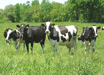 holsteins in field