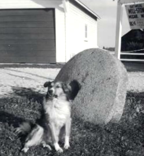 Shep with the Millstone