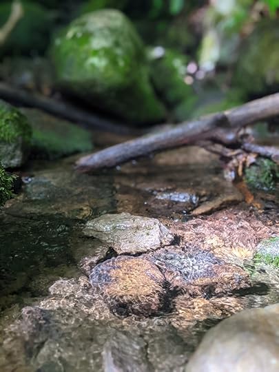sunlight sparkles in a mountain stream