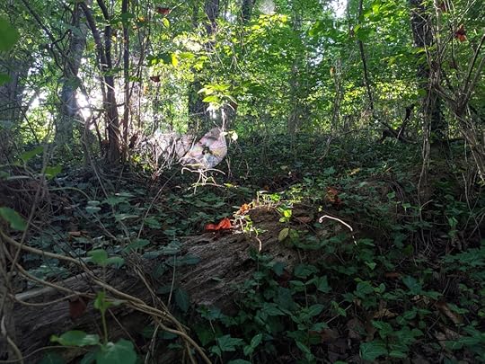 multiple spider webs are iridescent in the sunlight