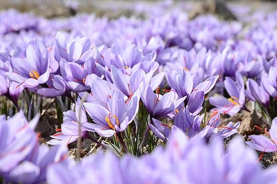 Purple Crocus fiction