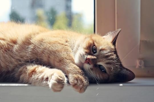 cat-dream-daydream