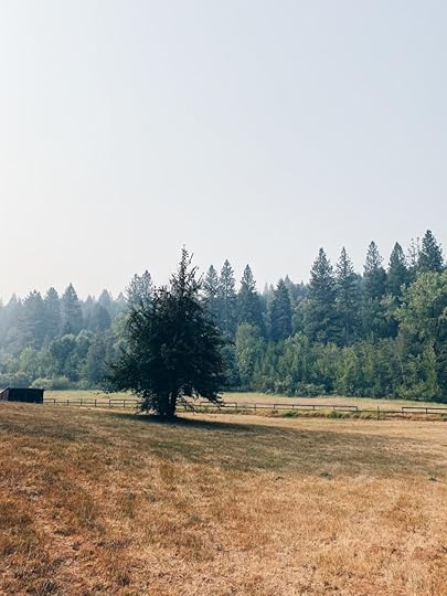 Let It Be Sunday, 337!