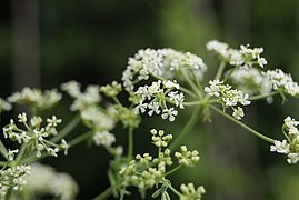File:Conium maculatum-12.jpg