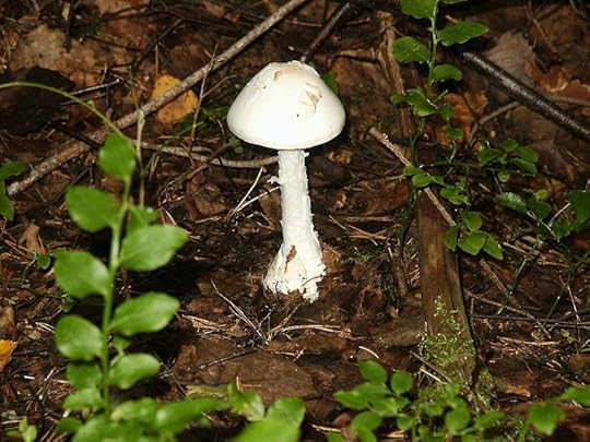 File:Destroying Angel 02.jpg