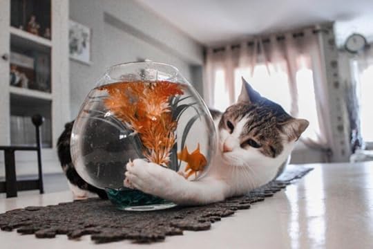 cat-with-fish 