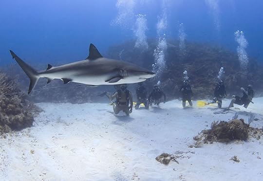 Grand Cayman Ocean Frontiers Shark
