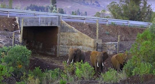 Elephants entering a wildlife crossing tunnel under a highway in Kenya