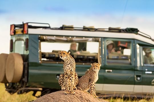 Cheetah,At,Masai,Mara,With,Onlooking,Tourist