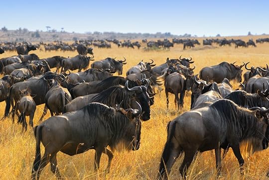 Great,Migration,Of,Antelopes,Wildebeest,,Masai,Mara,,Kenya