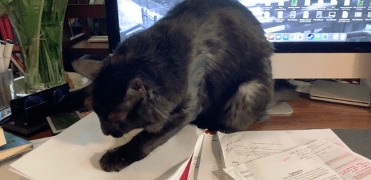 cat scratching at writing