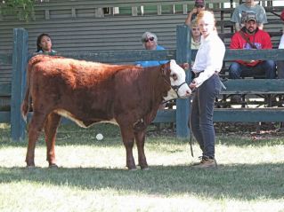 showing calf