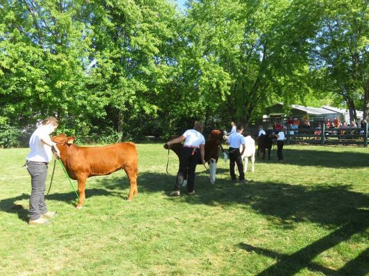 showing calf # 2