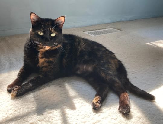 tortoiseshell-cat-sunshine