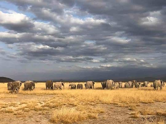 Go on safari with Lori Robinson to Kenya