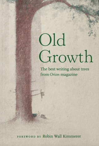 Kinship: Ursula K. Le Guin’s Love Poem to Trees, the Interleaving of Life and Death, and the Eternal Flame of Being