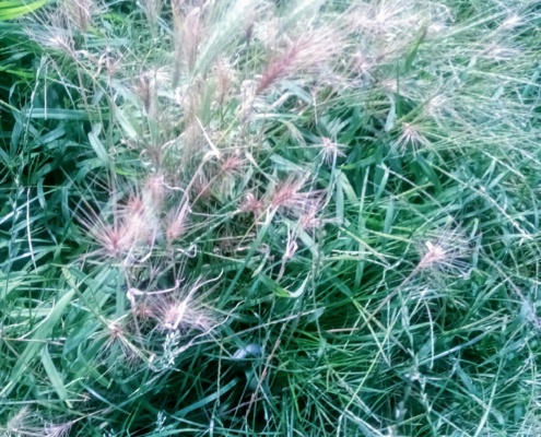 Planten in het Veld
