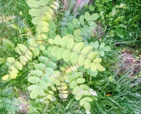 Planten in het Veld