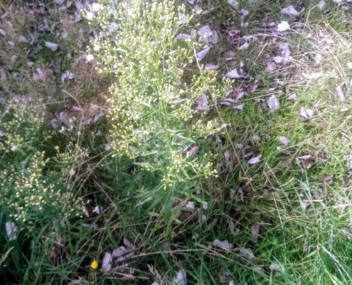Planten in het Veld