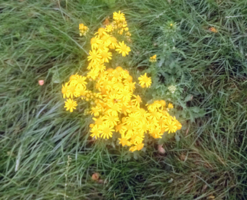 Planten in het Veld