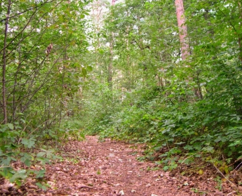 Wandeling door het Pijnenburg bos en Monnikenberg
