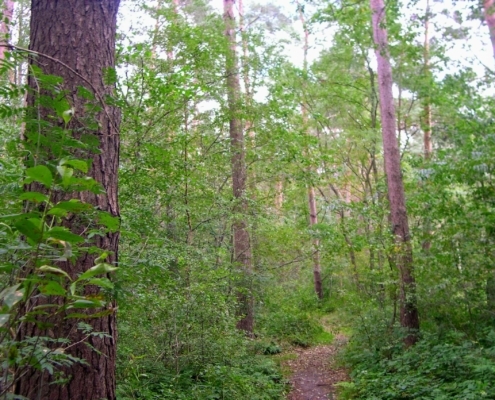 Wandeling door het Pijnenburg bos en Monnikenberg