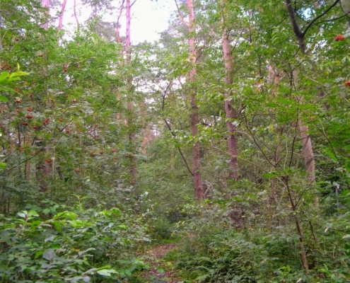 Wandeling door het Pijnenburg bos en Monnikenberg