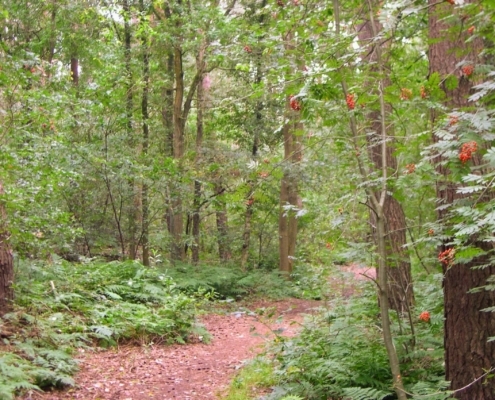 Wandeling door het Pijnenburg bos en Monnikenberg