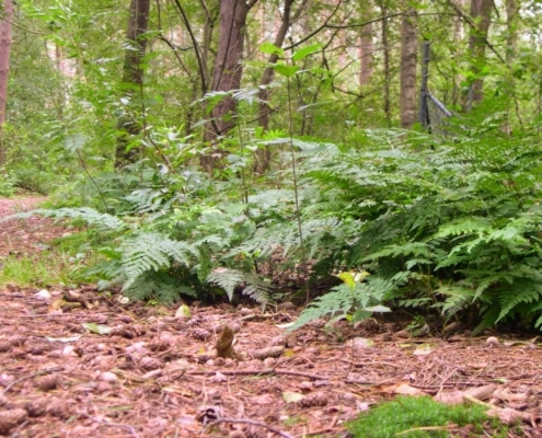 Wandeling door het Pijnenburg bos en Monnikenberg
