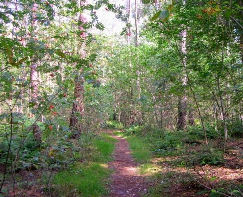 Wandeling door het Pijnenburg bos en Monnikenberg
