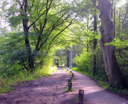 Wandeling door het Pijnenburg bos en Monnikenberg