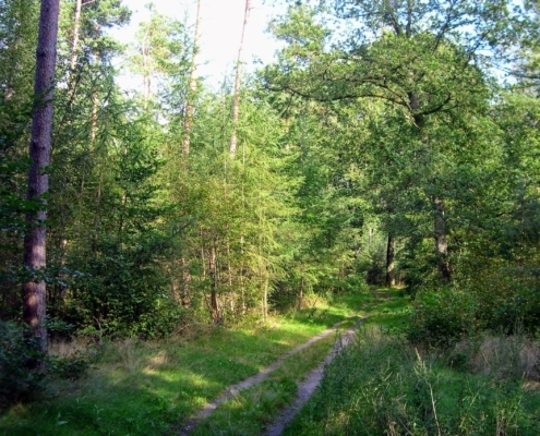Wandeling door het Pijnenburg bos en Monnikenberg