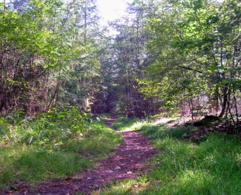 Wandeling door het Pijnenburg bos en Monnikenberg