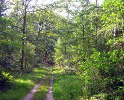 Wandeling door het Pijnenburg bos en Monnikenberg
