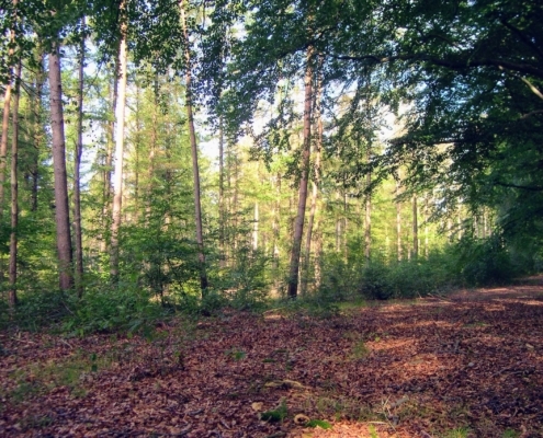 Wandeling door het Pijnenburg bos en Monnikenberg